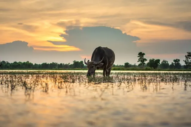 Living Land Luang Prabang