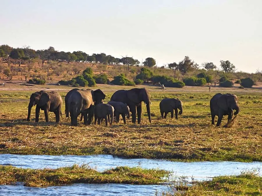 Chobe Day Trip - Elephants on the banks of the Chobe River