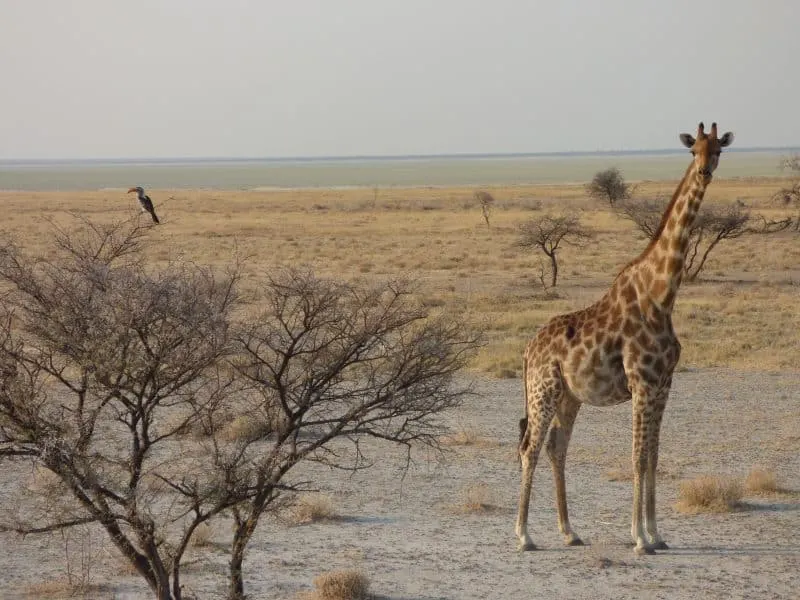 10 reasons visit Namibia 15 stunning photographs