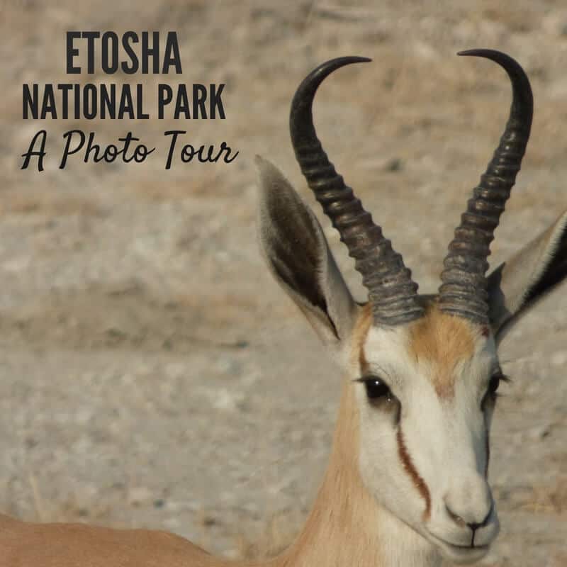 Etosha National Park Namibia Photo Tour