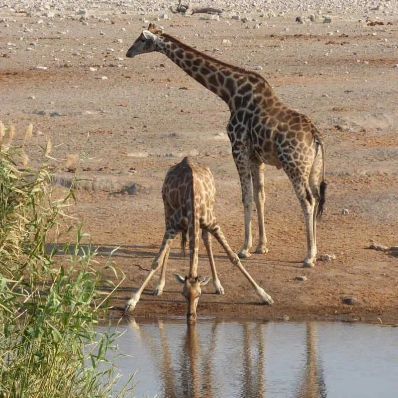 Giraffes drinking in Etosha