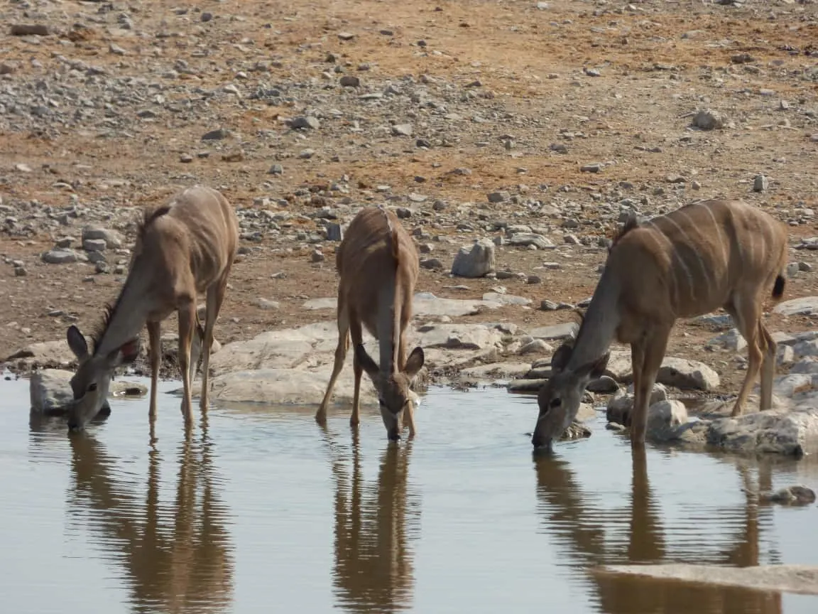 Etosha National Park Namibia Photo Tour