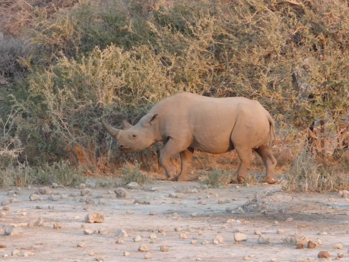 Etosha National Park Namibia Photo Tour