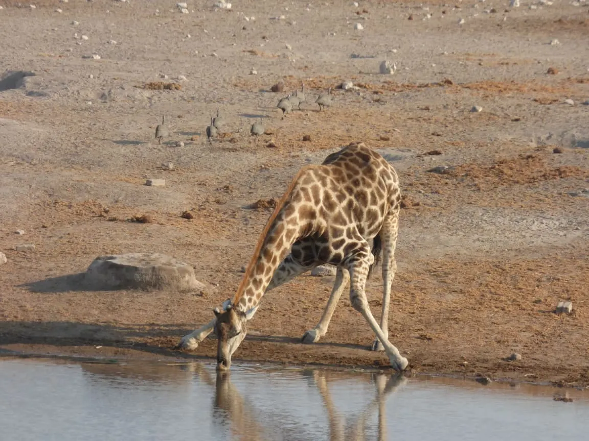 Etosha National Park Namibia Photo Tour