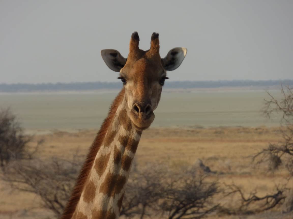 Etosha National Park Namibia Photo Tour