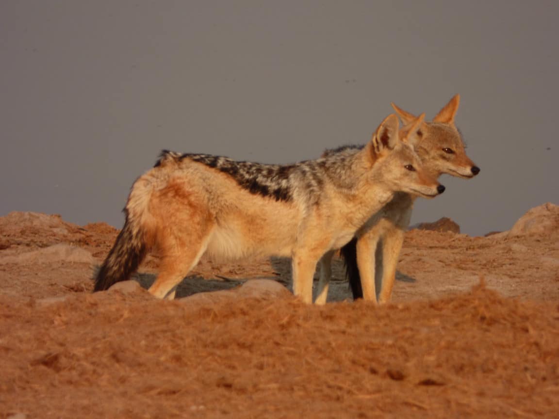 Etosha National Park Namibia Photo Tour