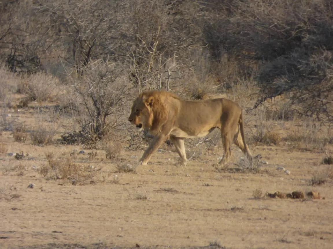 Etosha National Park Namibia Photo Tour