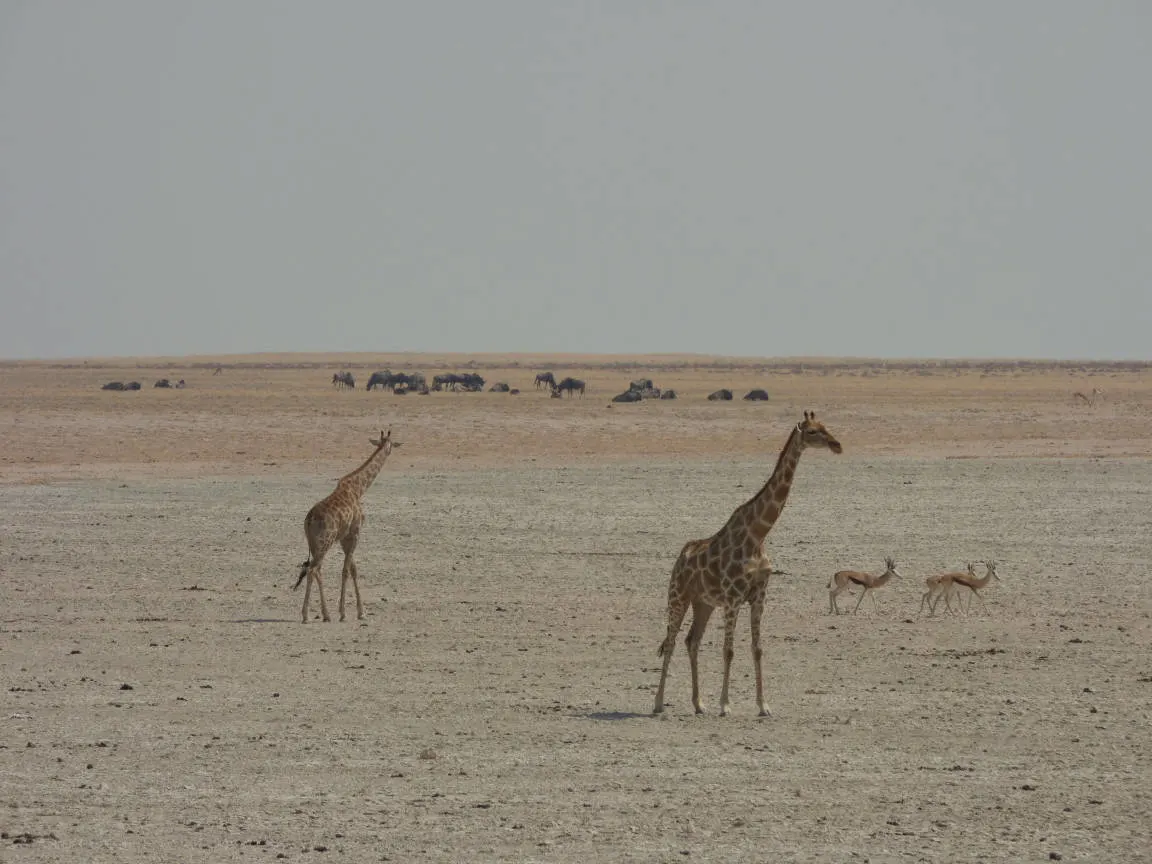 Etosha National Park Namibia Photo Tour