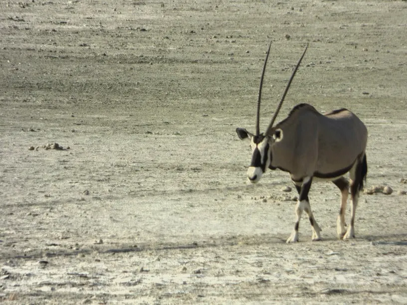 Etosha National Park Namibia Photo Tour