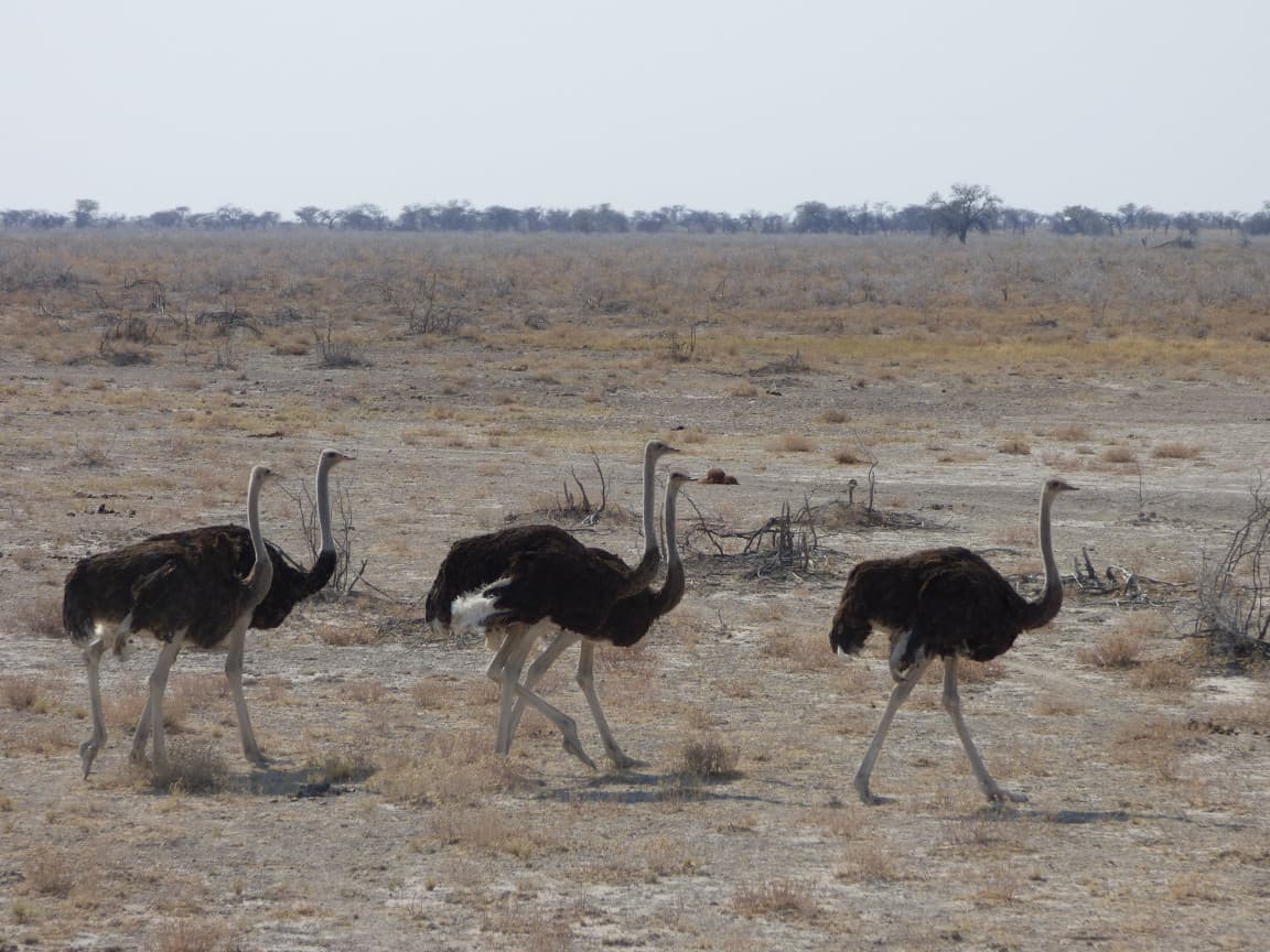Etosha National Park Namibia Photo Tour