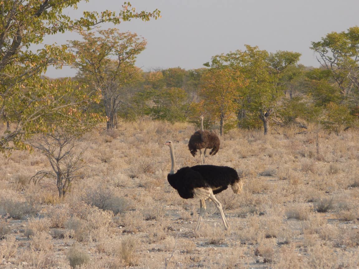 Etosha National Park Namibia Photo Tour