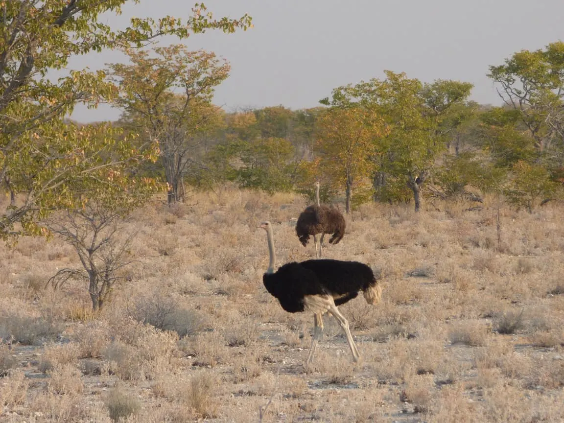 Etosha National Park Namibia Photo Tour