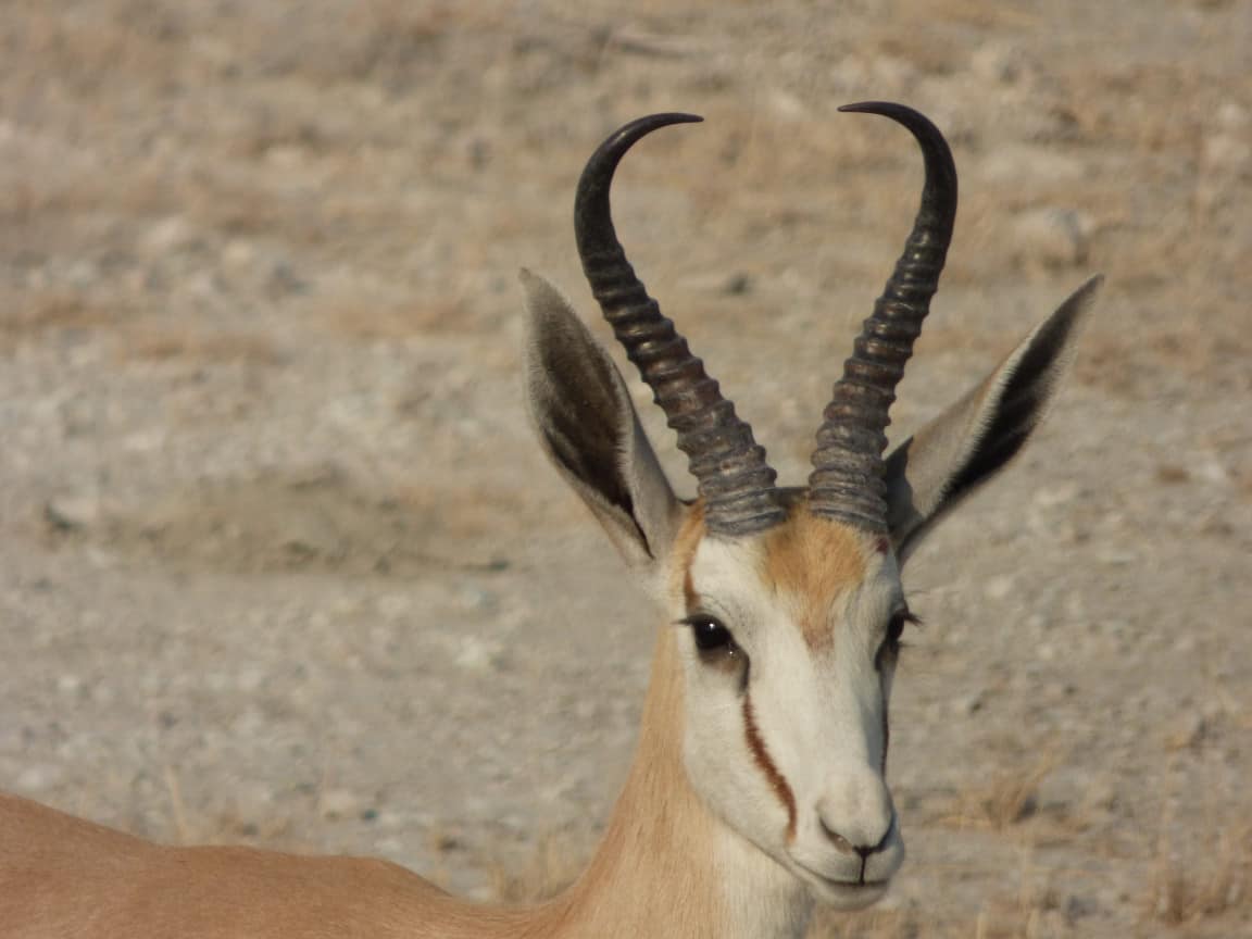 Etosha National Park Namibia Photo Tour