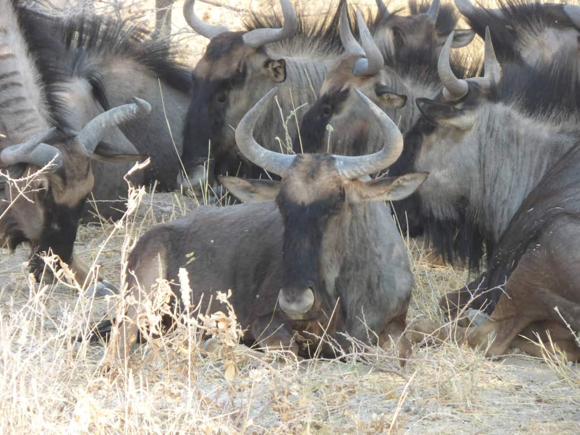 Etosha National Park Namibia Photo Tour