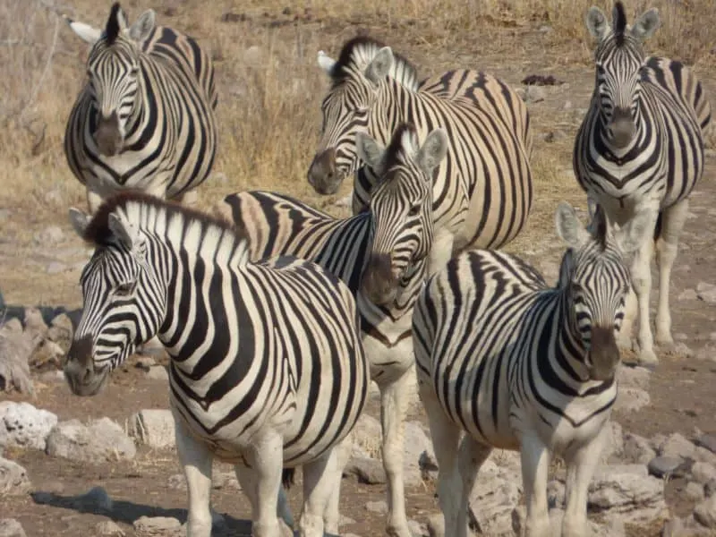 Zebras in National Park 