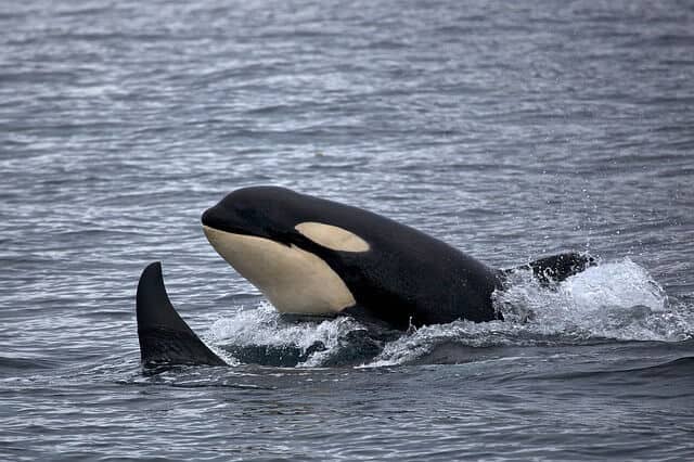 Orca whale breaching next to the dorsal fin of another orca