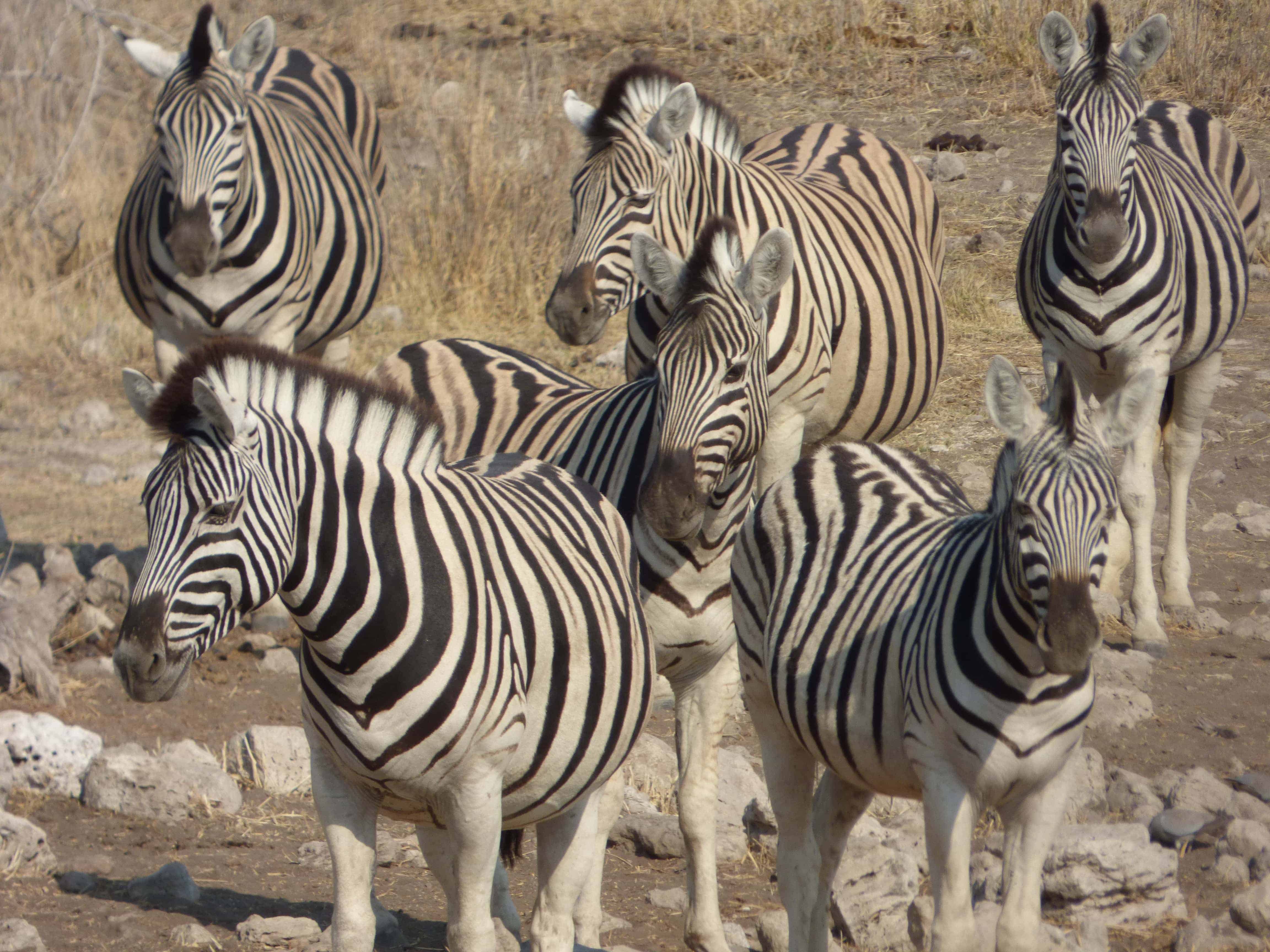 10 Reasons To Visit Namibia in 15 Stunning Photographs