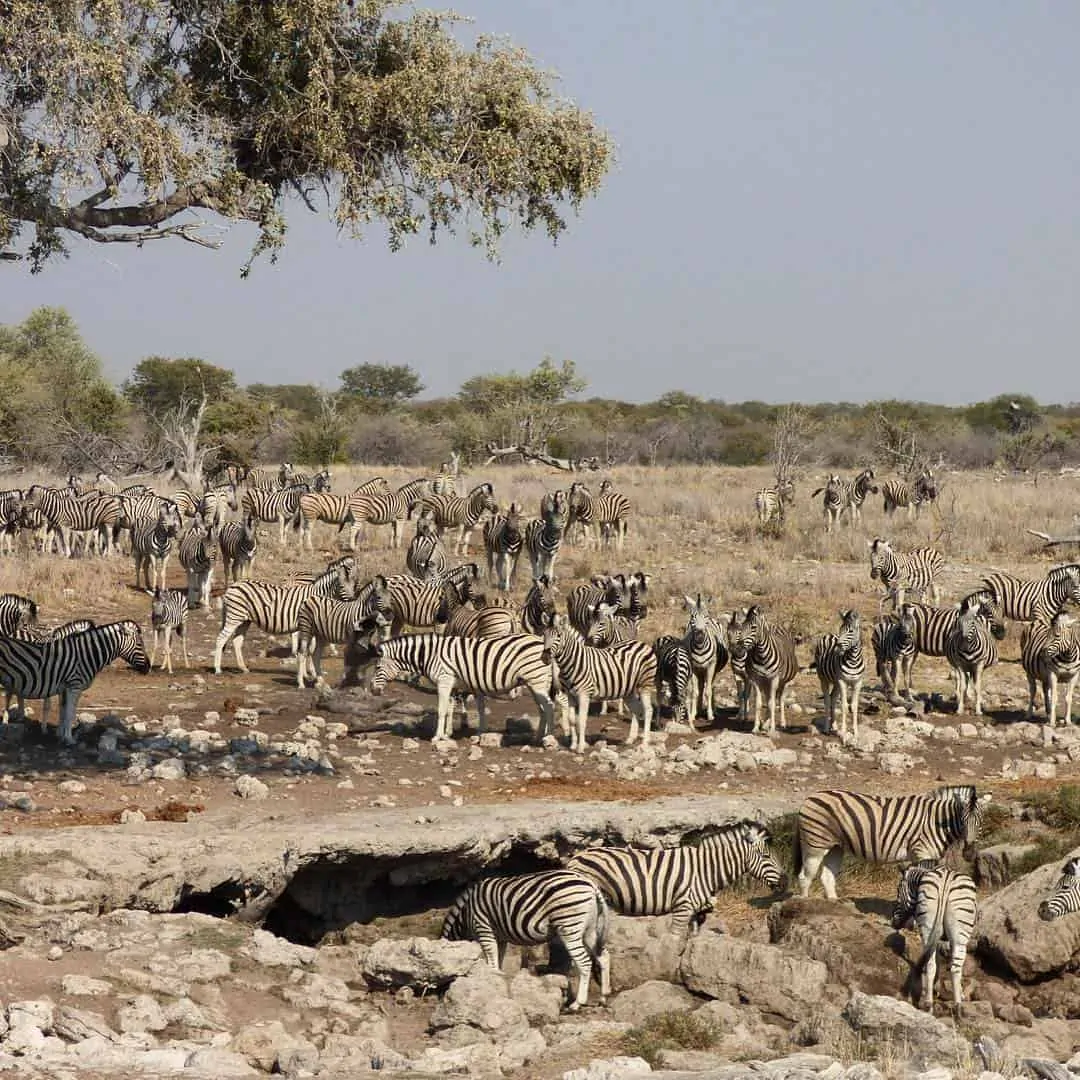 Zebras in Etosha