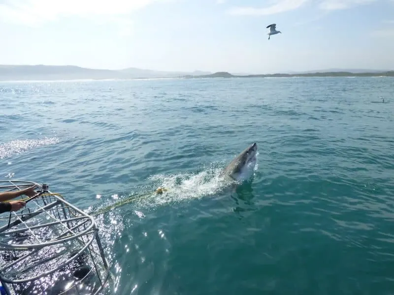 Shark Dive in South Africa