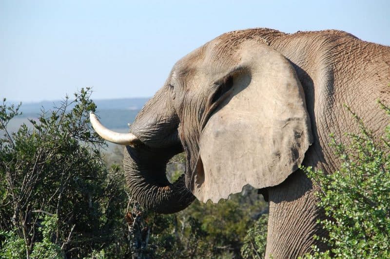 Elephant in the bush eating a tree in South Africa