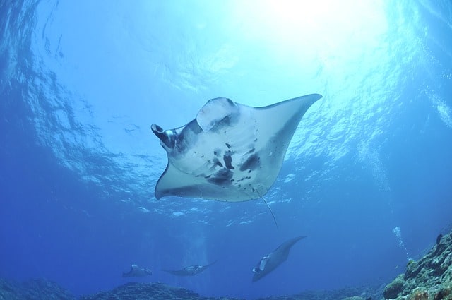 Best Time To Dive With Manta Rays in the Maldives