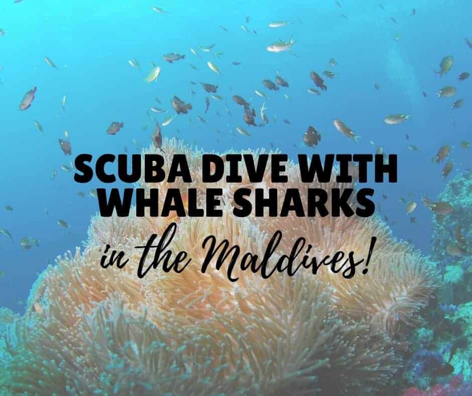 Scuba Diving with Whale Sharks in the Maldives