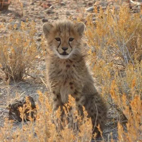 BABY CHEETAH - 3 month old Cheetah Cub in Namibia - August 2016
