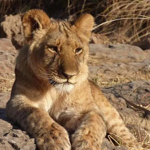 LION CUB - Hwange National Park, Zimbabwe - July 2016