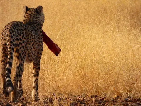 Namibia Cheetah Sanctuary Lumix FZ70