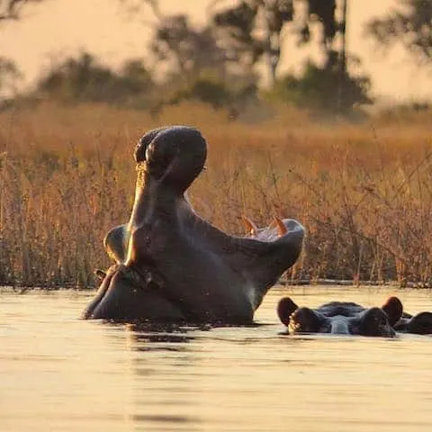 HUNGRY HIPPOS - Hippos in the Okavango Delta, Botswana - August 2017