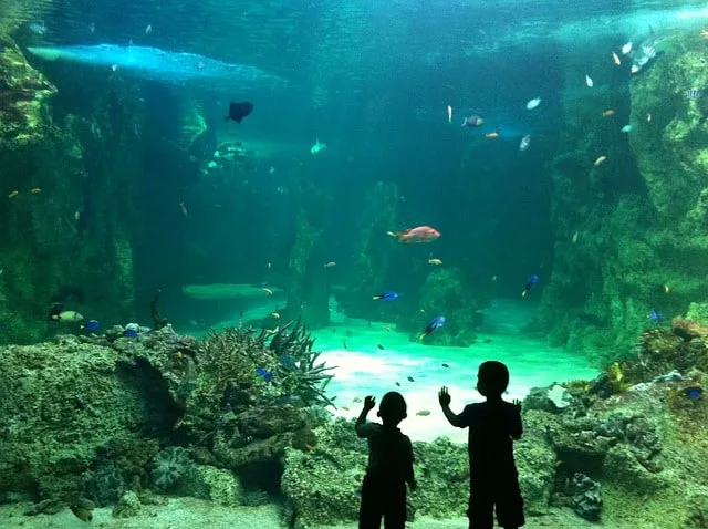 Things To Do in Sydney With Kids