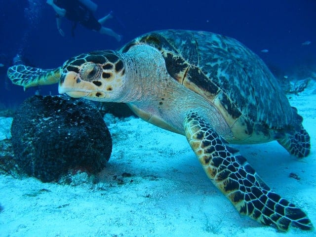 Scuba Dive with Whale Sharks in the Maldives