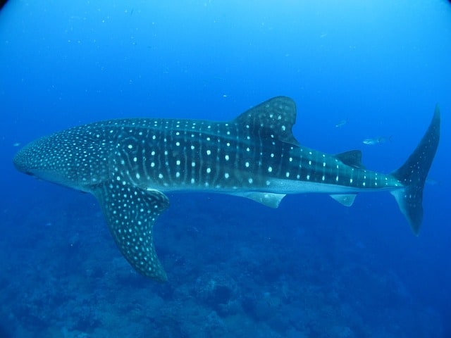 Best Time To Dive With Whale Sharks in the Maldives