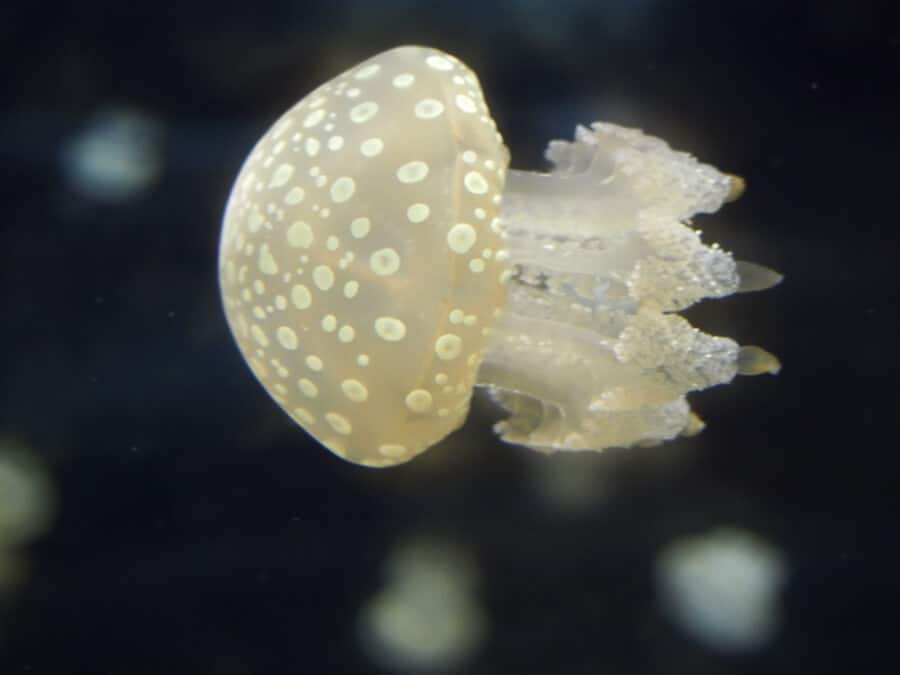 Osaka Japan Points of Interest - Jellyfish at Kaiyukan