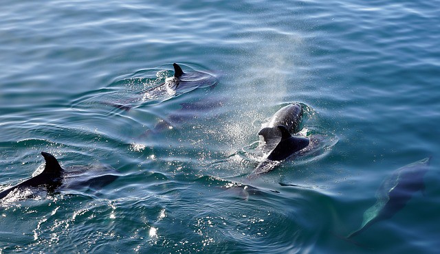 Follow the Dolphins at Sun Island Maldives
