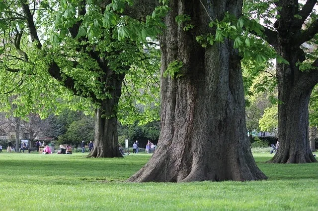 fun activities london - play in the park