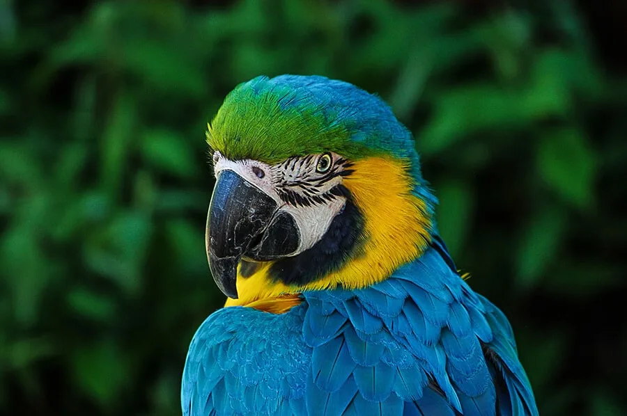 Kuala Lumpur Bird Park 