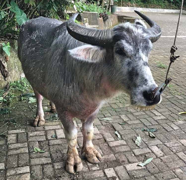 Buffalo for Sacrifice in Toraja Death Rituals