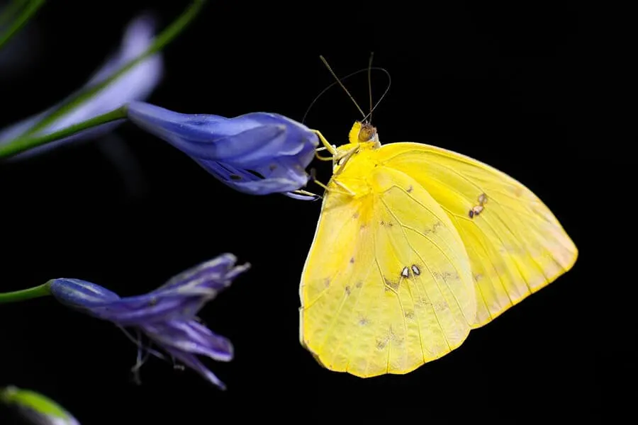 Things to do in KL - visit the Butterfly Park