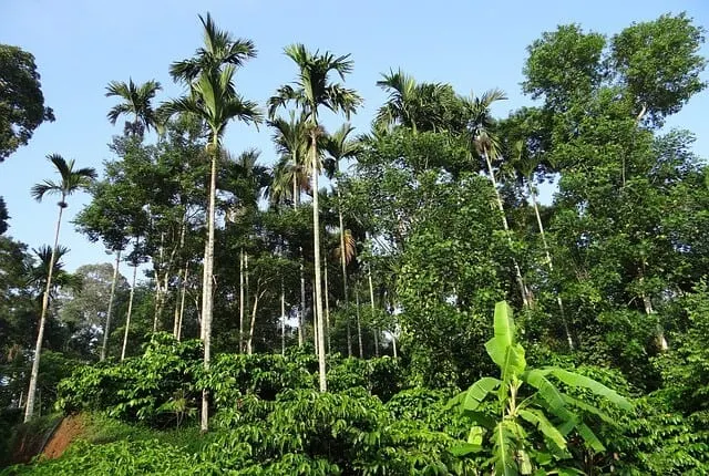 Coffee Plantation Toraja