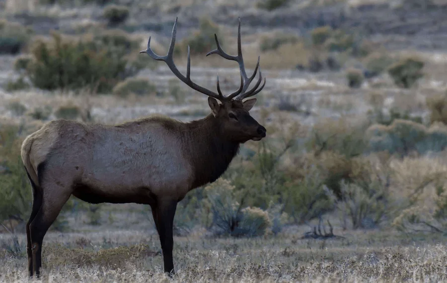 Elk in Yellowstone