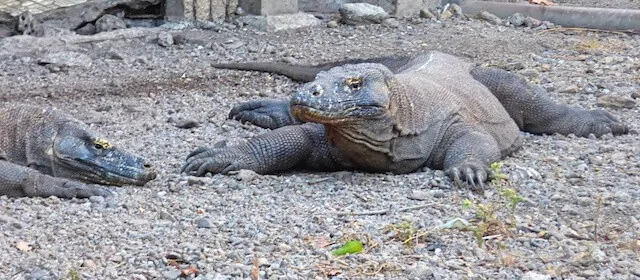 Komodo Dragons on Komodo Island, Indonesia