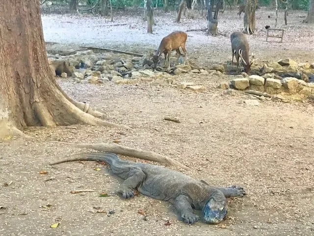 Komodo Dragon in Komodo National Park