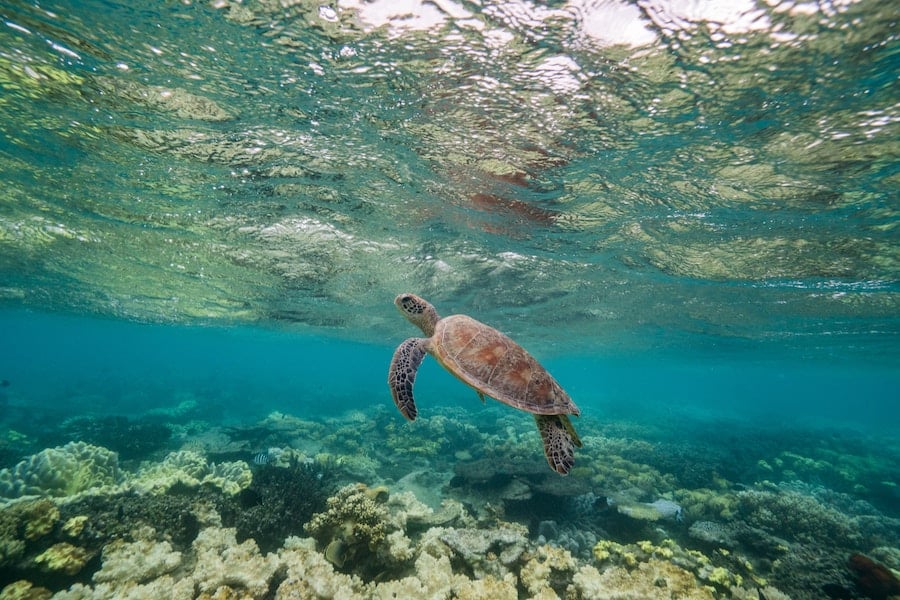 Scuba Dive Komodo Tours