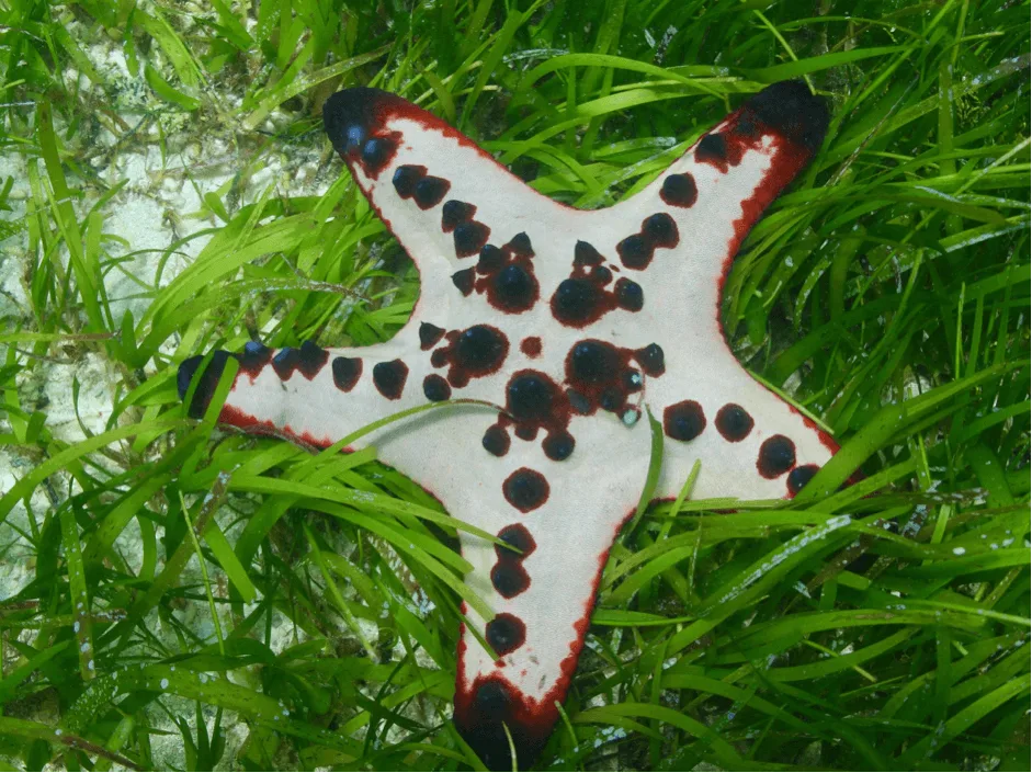 Palawan things to do - Swim with Starfish 
