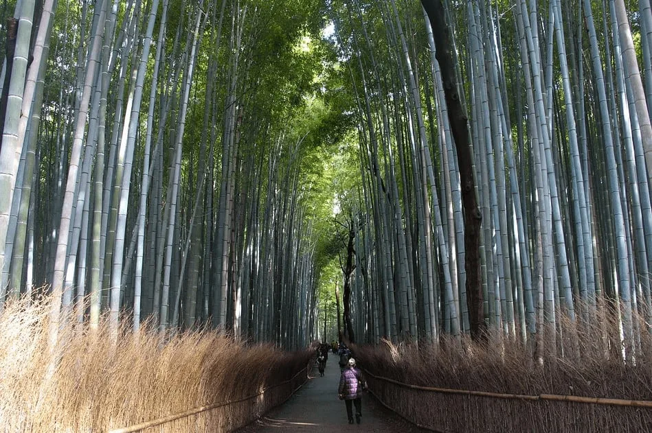 What to visit in Kyoto - the Bamboo Forest