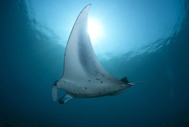 What to do on Hawaii - Night Dive with Manta Rays on the Big Island