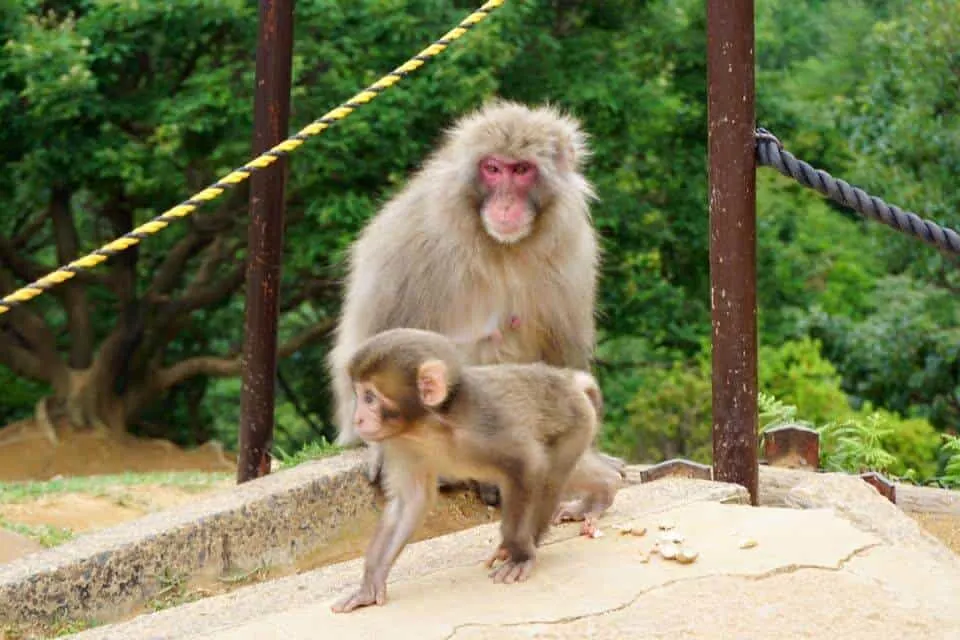 Kyoto Highlights - the Monkey Park