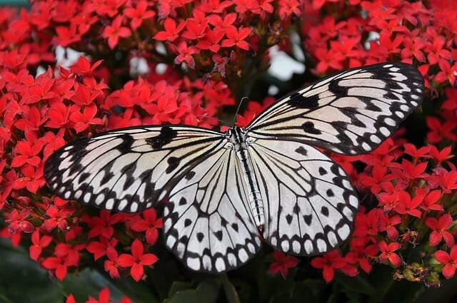 Butterfly Garden Changi Airport