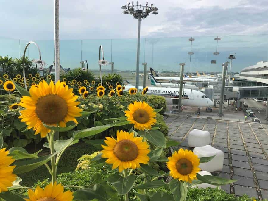 Sunflower Garden Changi Airport